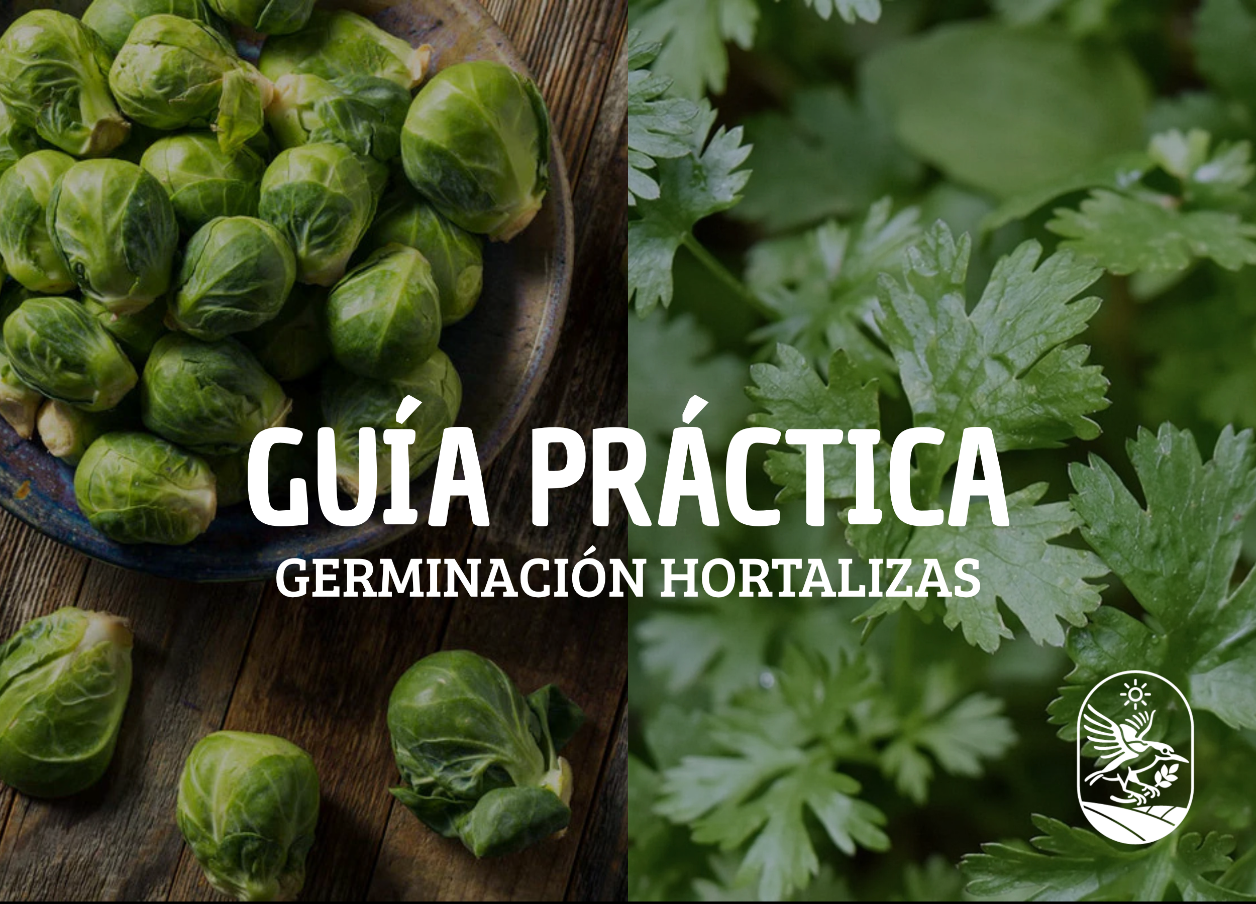 Como germinar hortalizas en Chile: Guía práctica