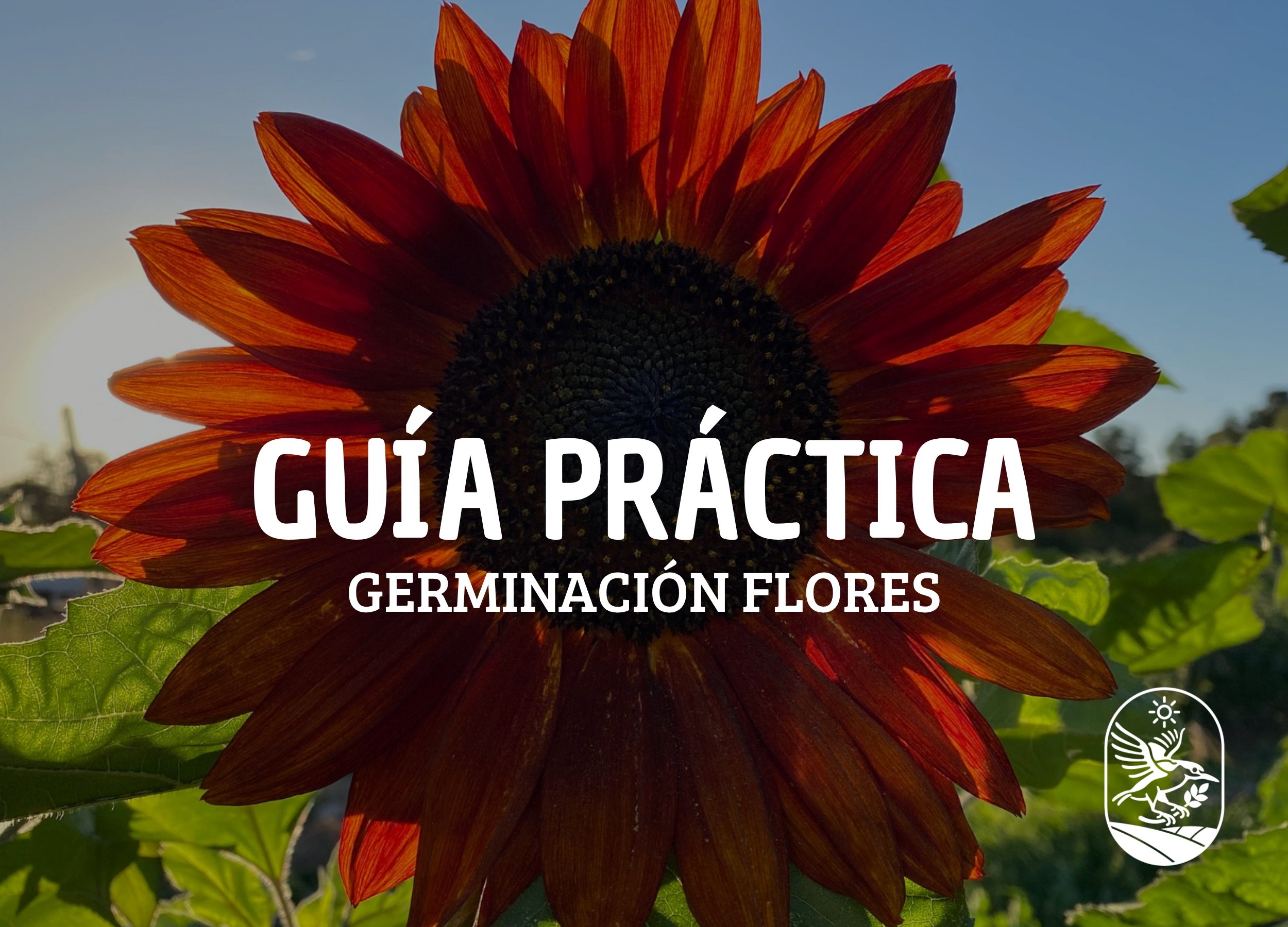 Cómo germinar flores en Chile: guía práctica