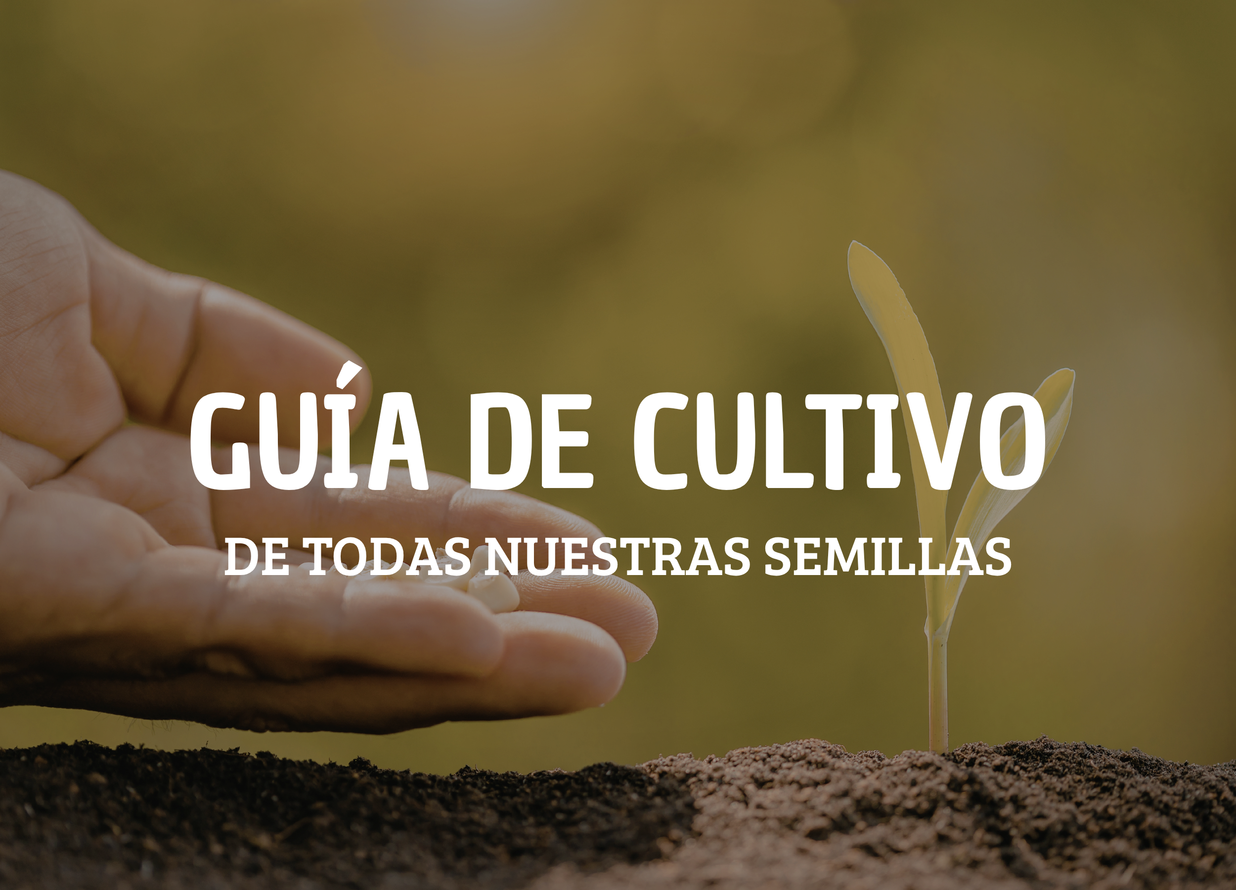 🌱 Guía de cultivo de semillas de hortalizas