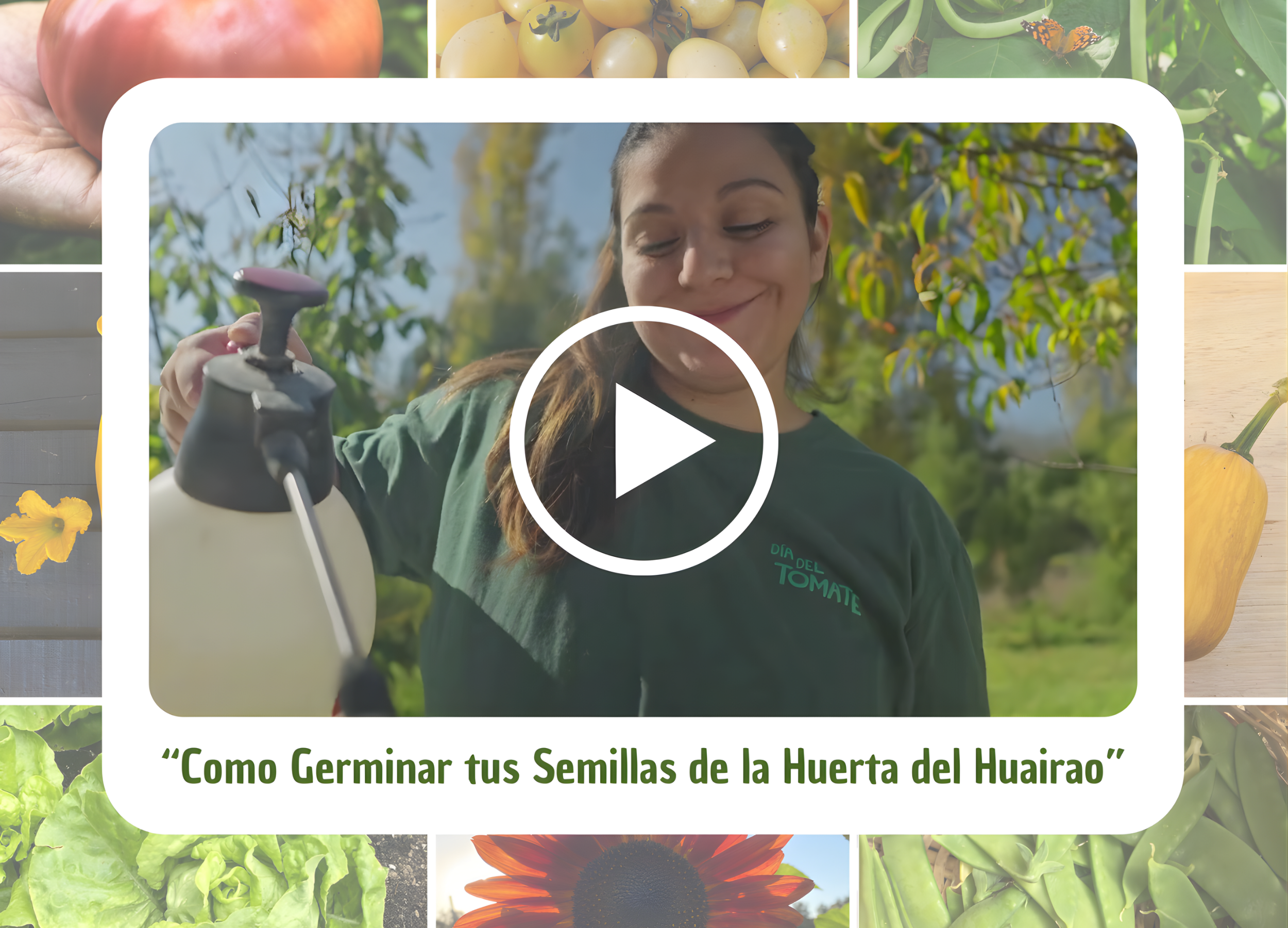 Como Germinar tus semillas de la Huerta del Huairao