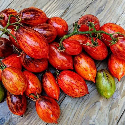 Semilla Tomate shadow boxing