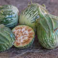 Semillas berenjena cambodian green giant