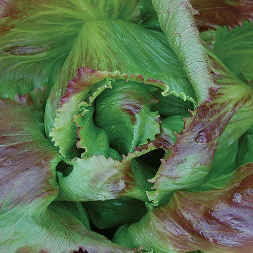 Semillas Lechuga Pablo
