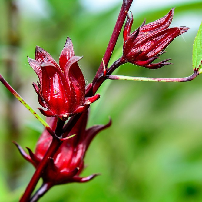 Semillas Hibiscus Flor de Jamaica