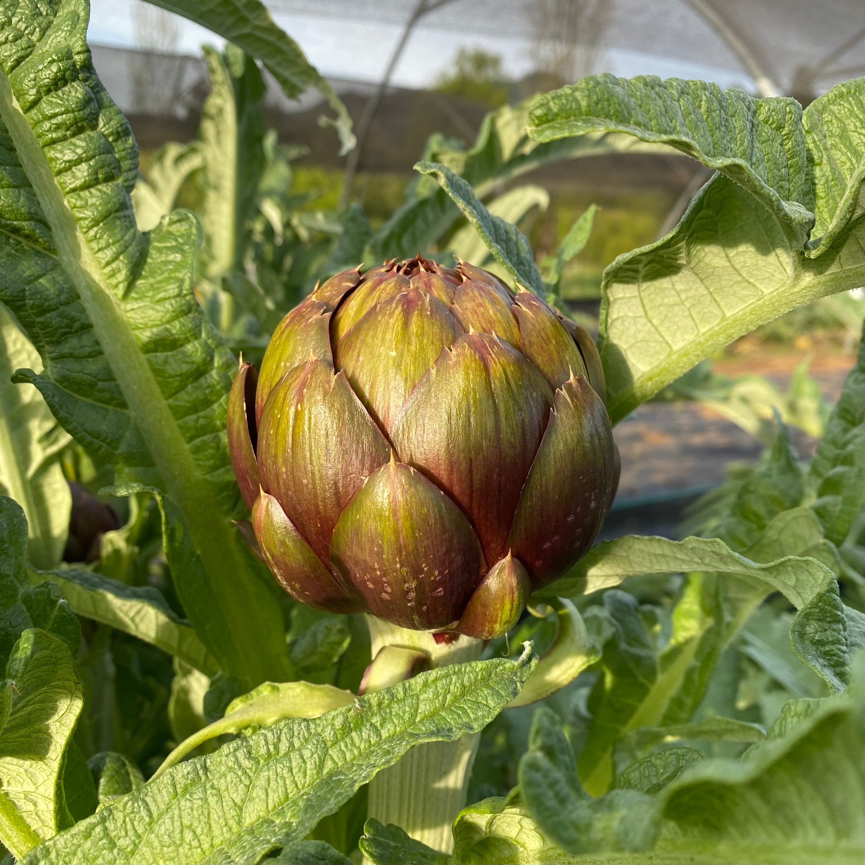 Semillas alcachofa colorado red