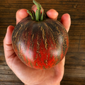 Semillas tomate Rebel Starfighter prime