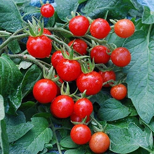 Semillas Tomate Midget Mix