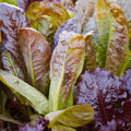 Semillas Lechuga Rouge d hivor