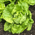 Semillas Lechuga Landis Winter