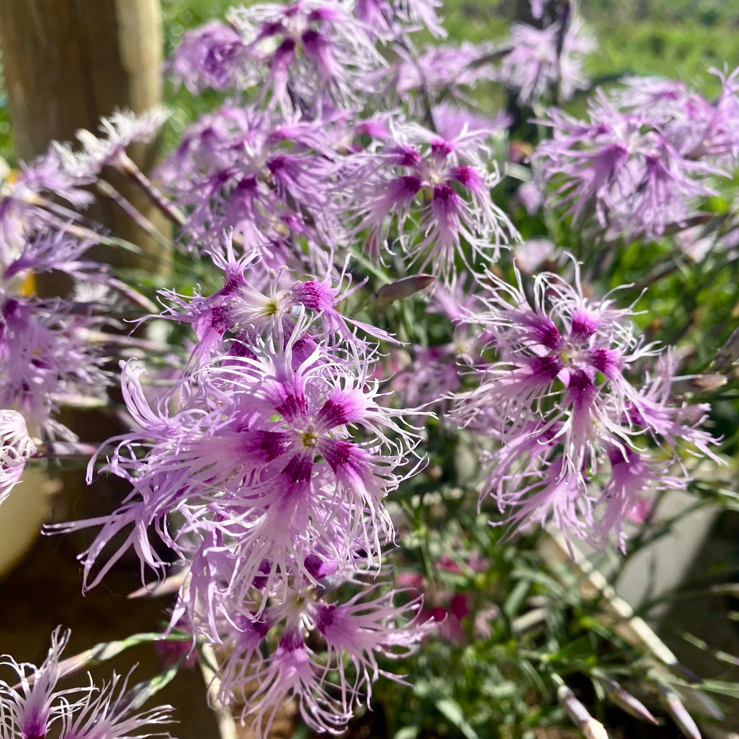 Semillas Dianthus Rainbow Loveliness