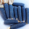 Semillas Maiz Mini blue pop corn