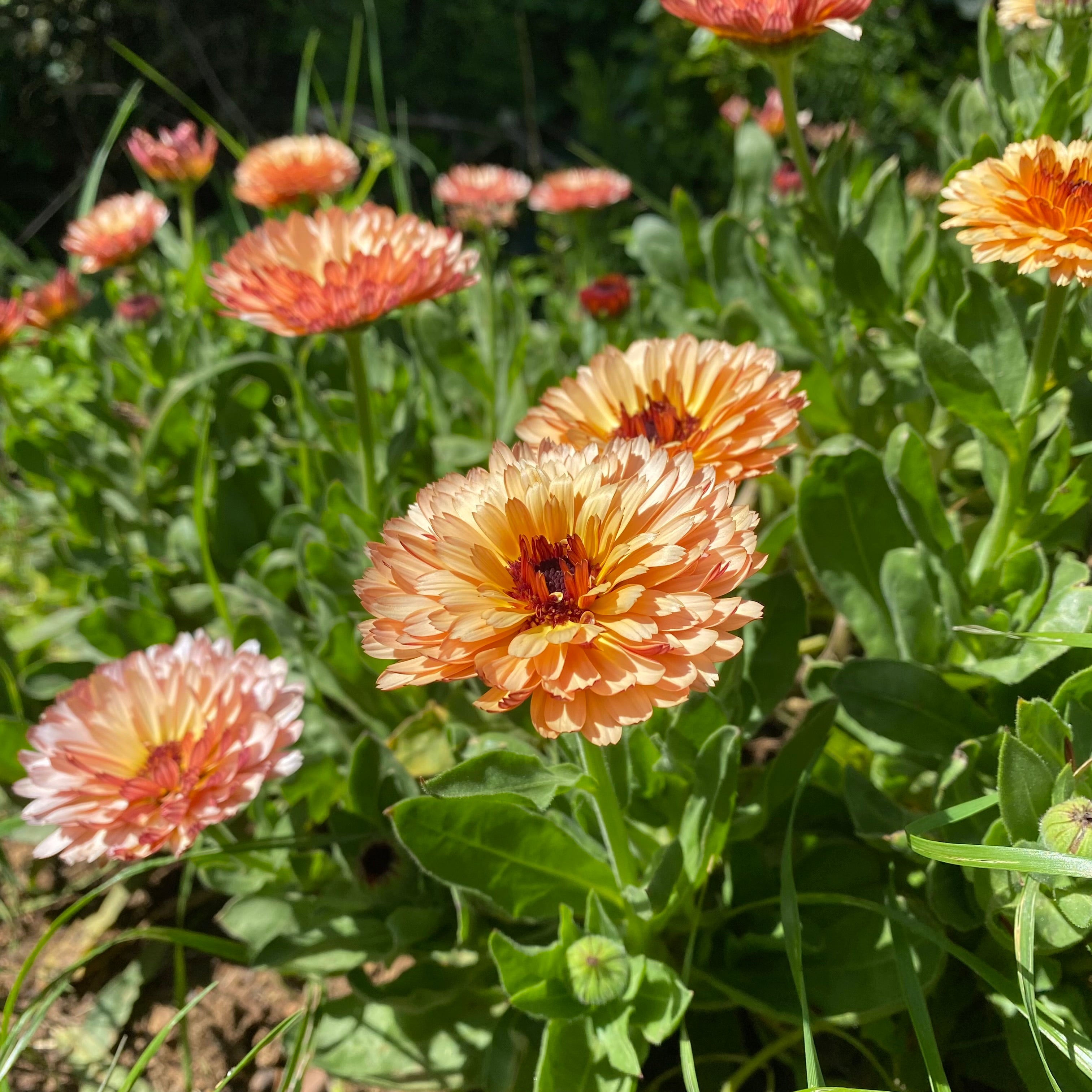 Semillas calendula  strawberry blonde