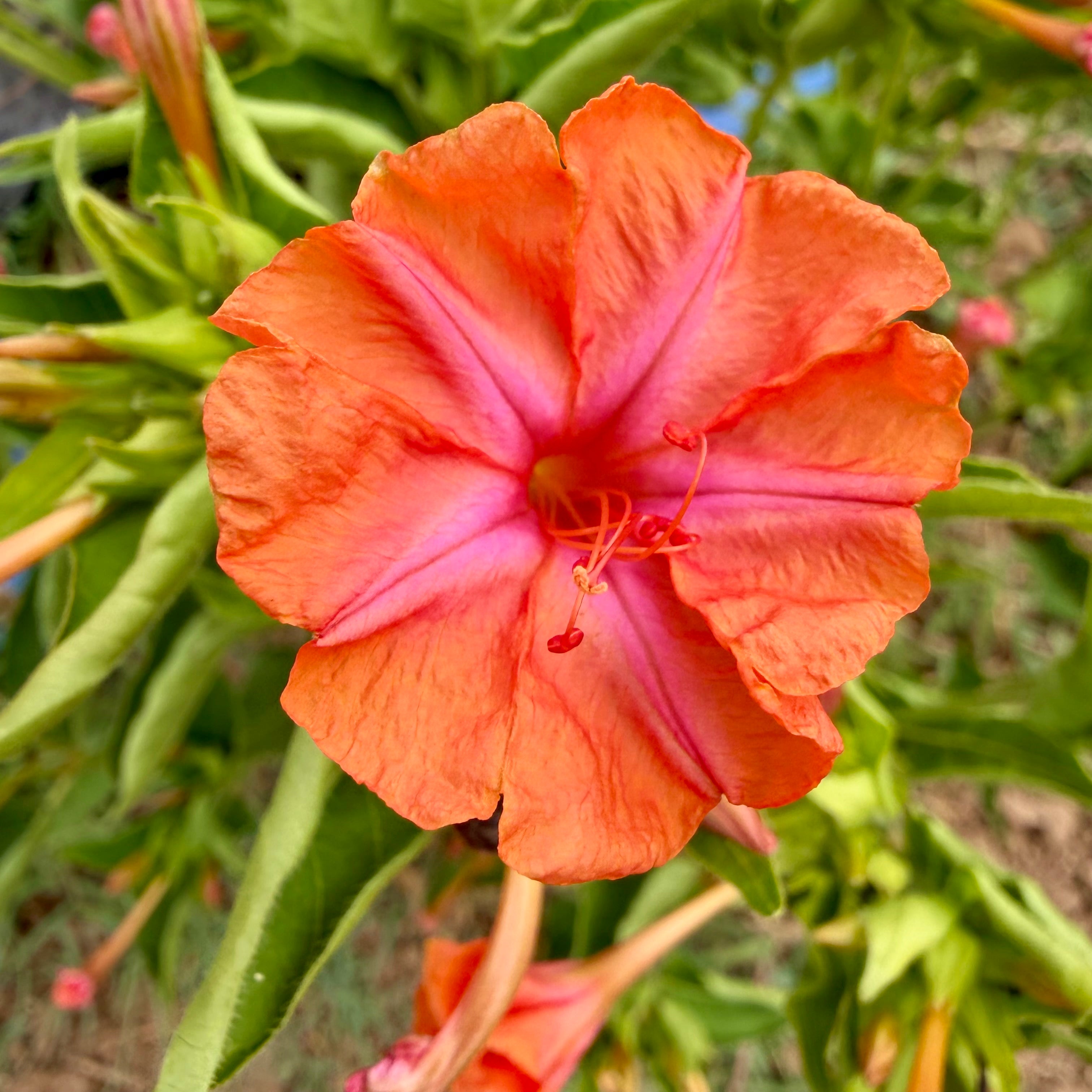 Semillas 4 oclock Salmon Pastel