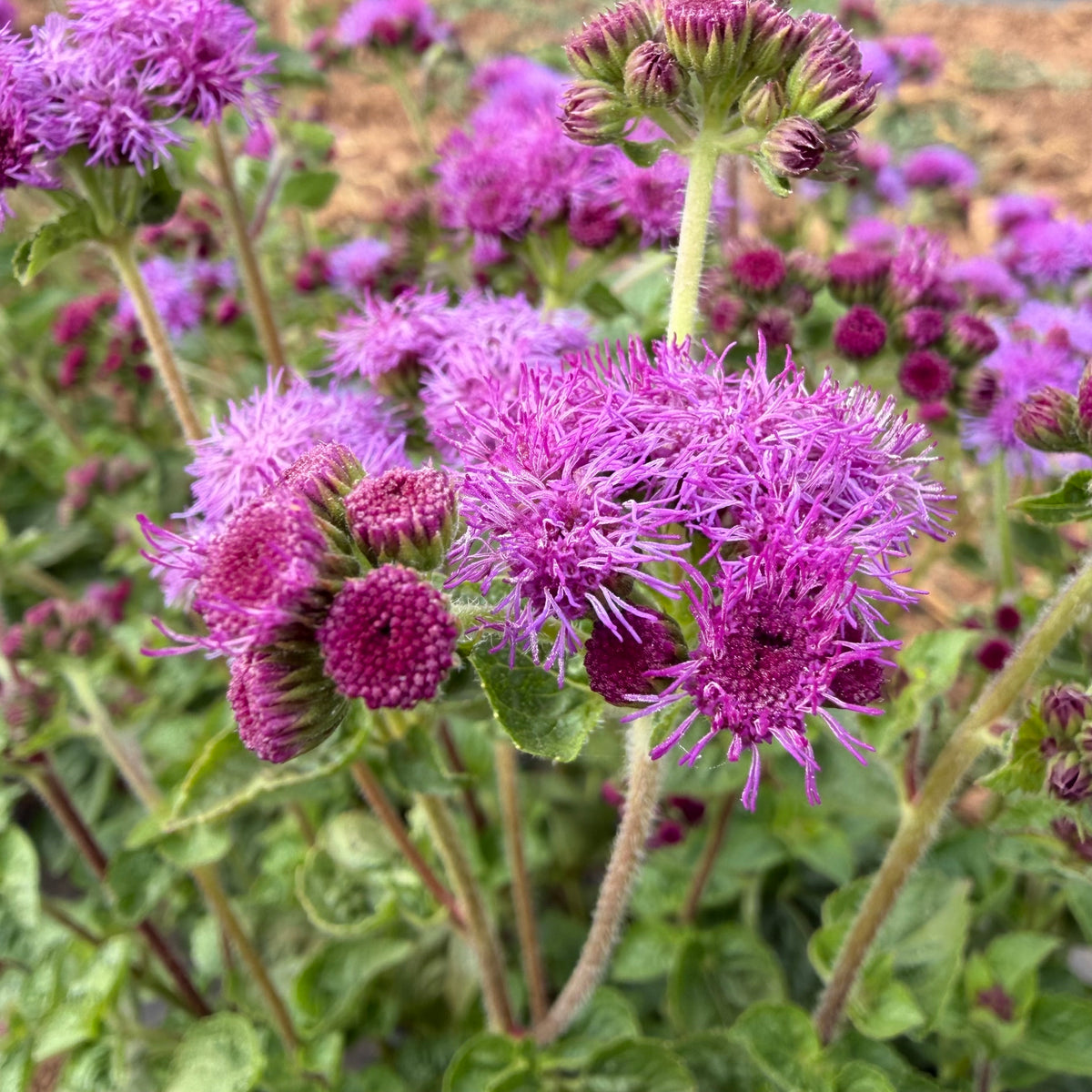 Semillas Ageratum Red Flint