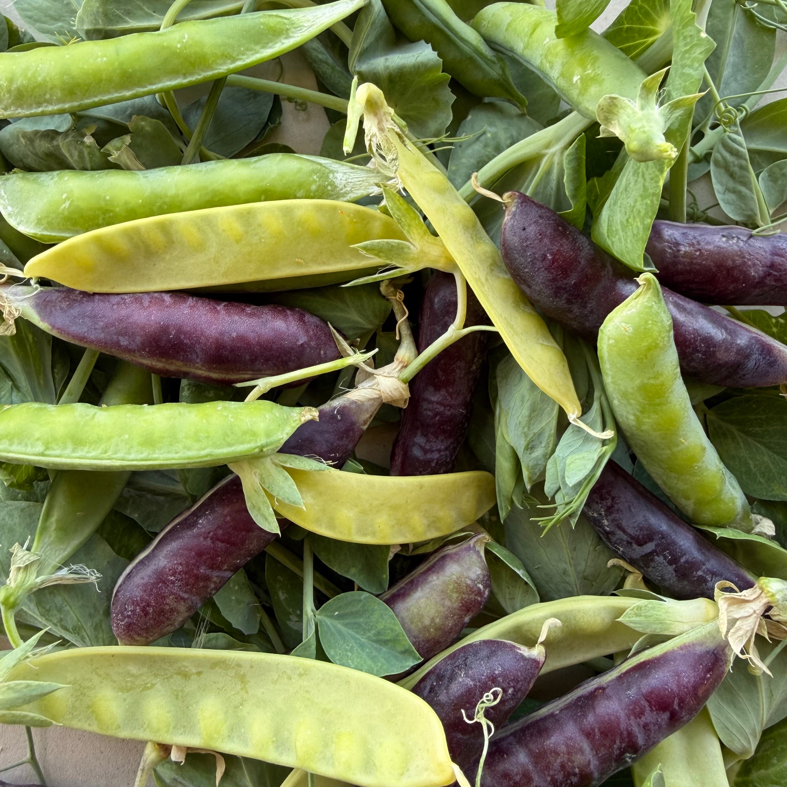 Semillas Semillas Arveja mix