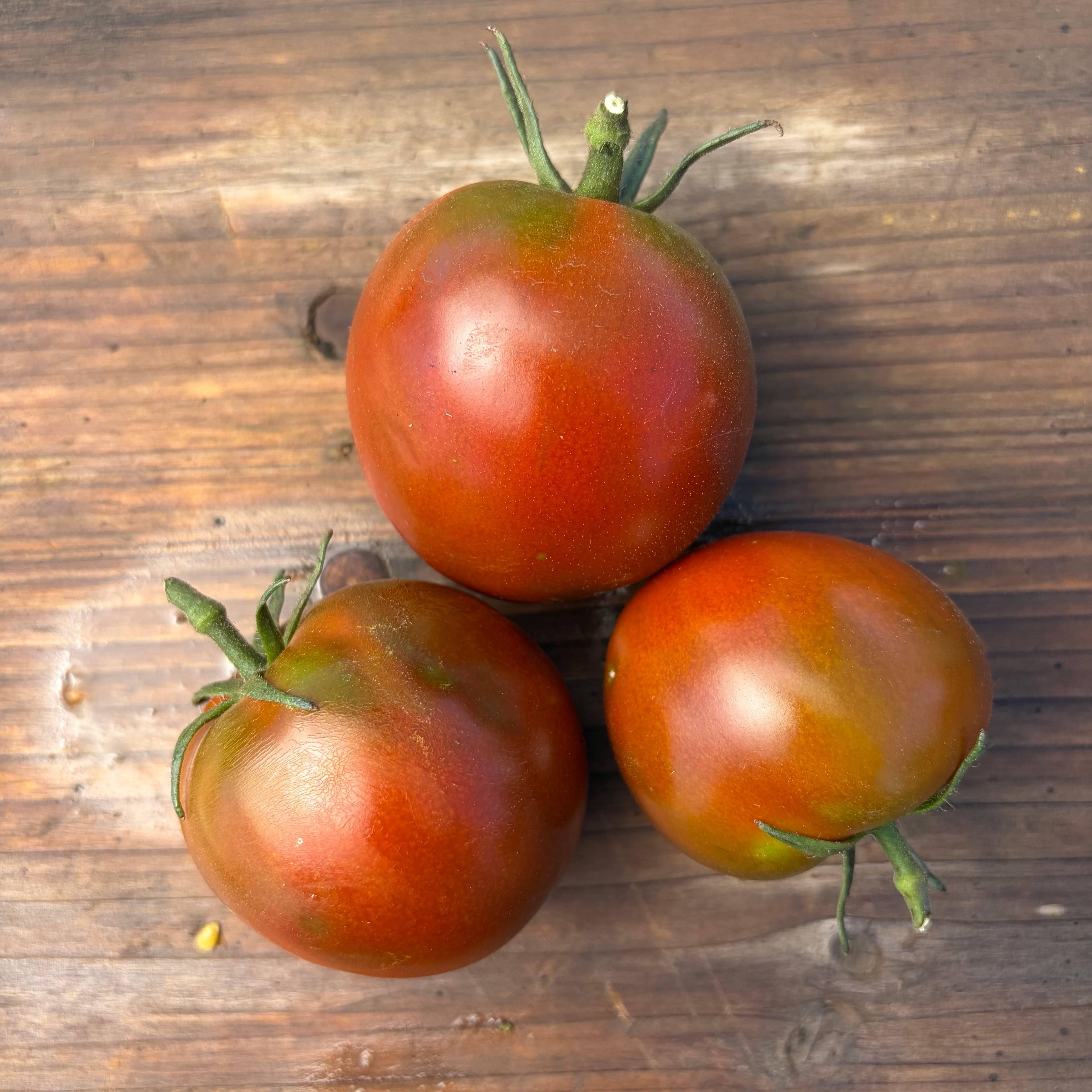 Semillas Tomate Black Hole sun