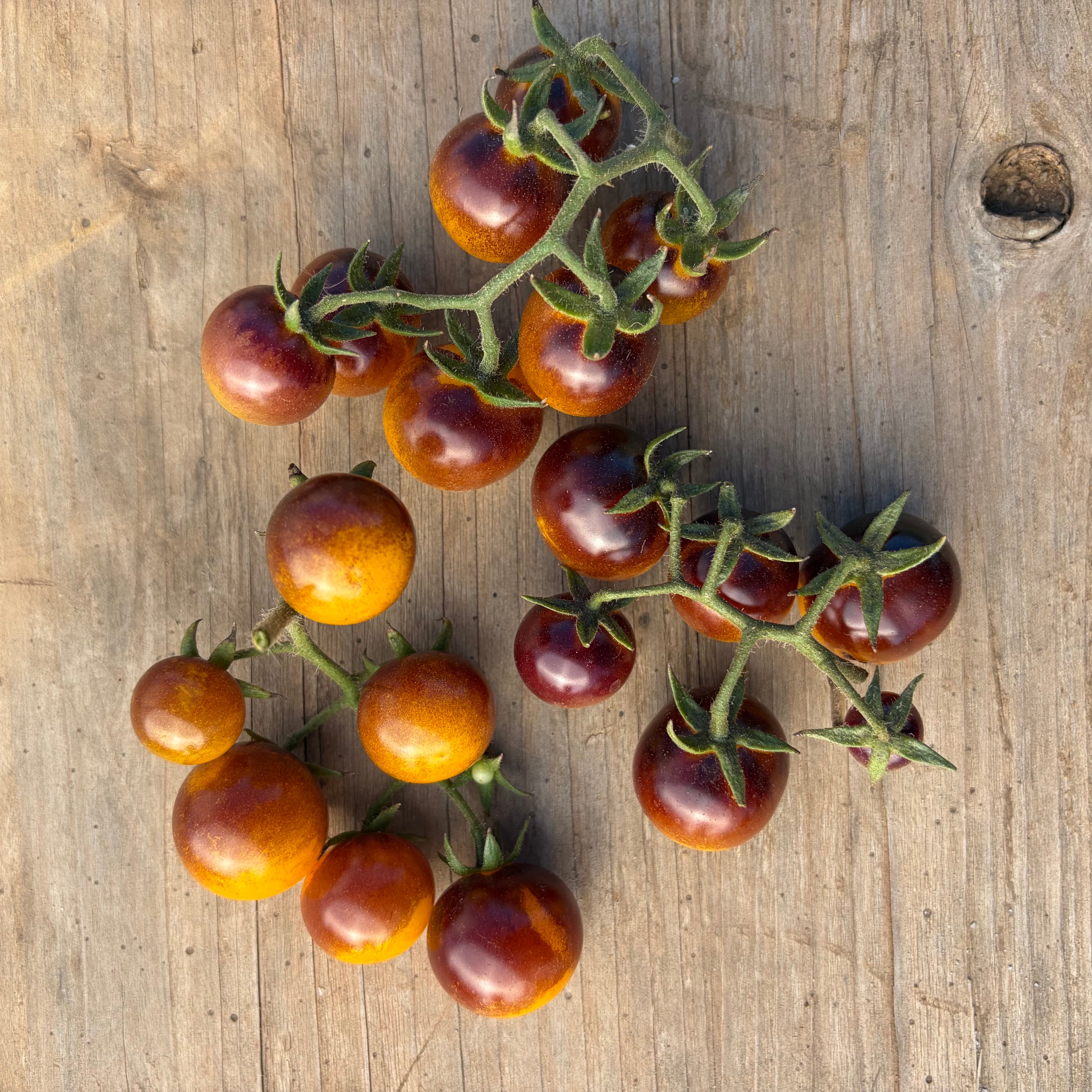 Semillas Tomate Blue Gold Berries