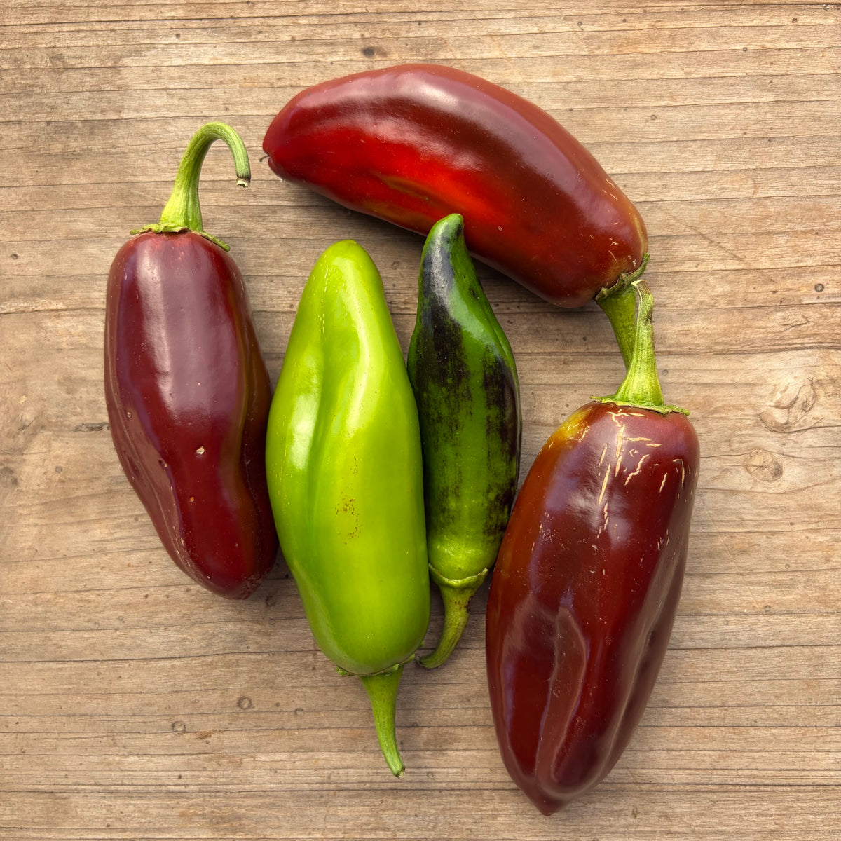 Semillas aji Brown Jalapeño