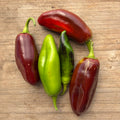 Semillas aji  Brown Jalapeño