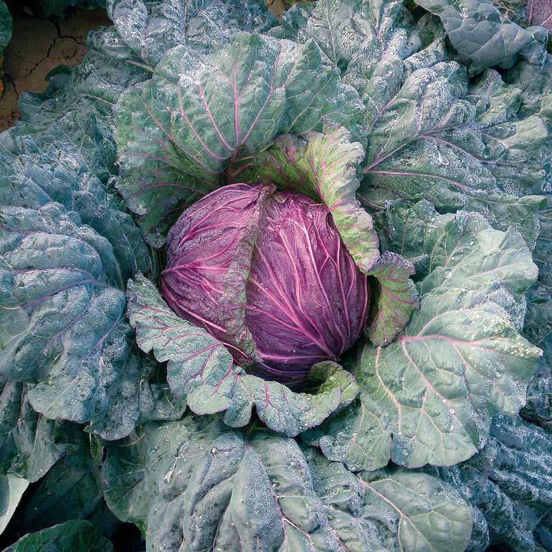 Semillas repollo Violaceo Di Verona
