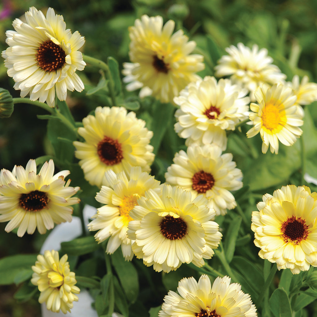 Semillas calendula  snow princess