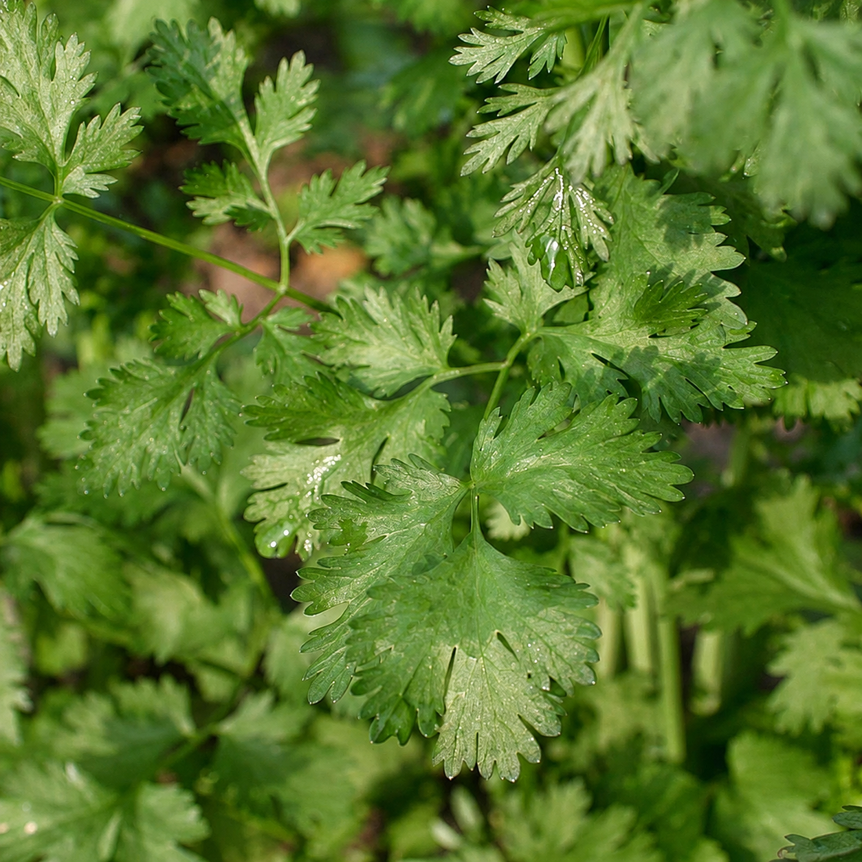 Semillas cilantro