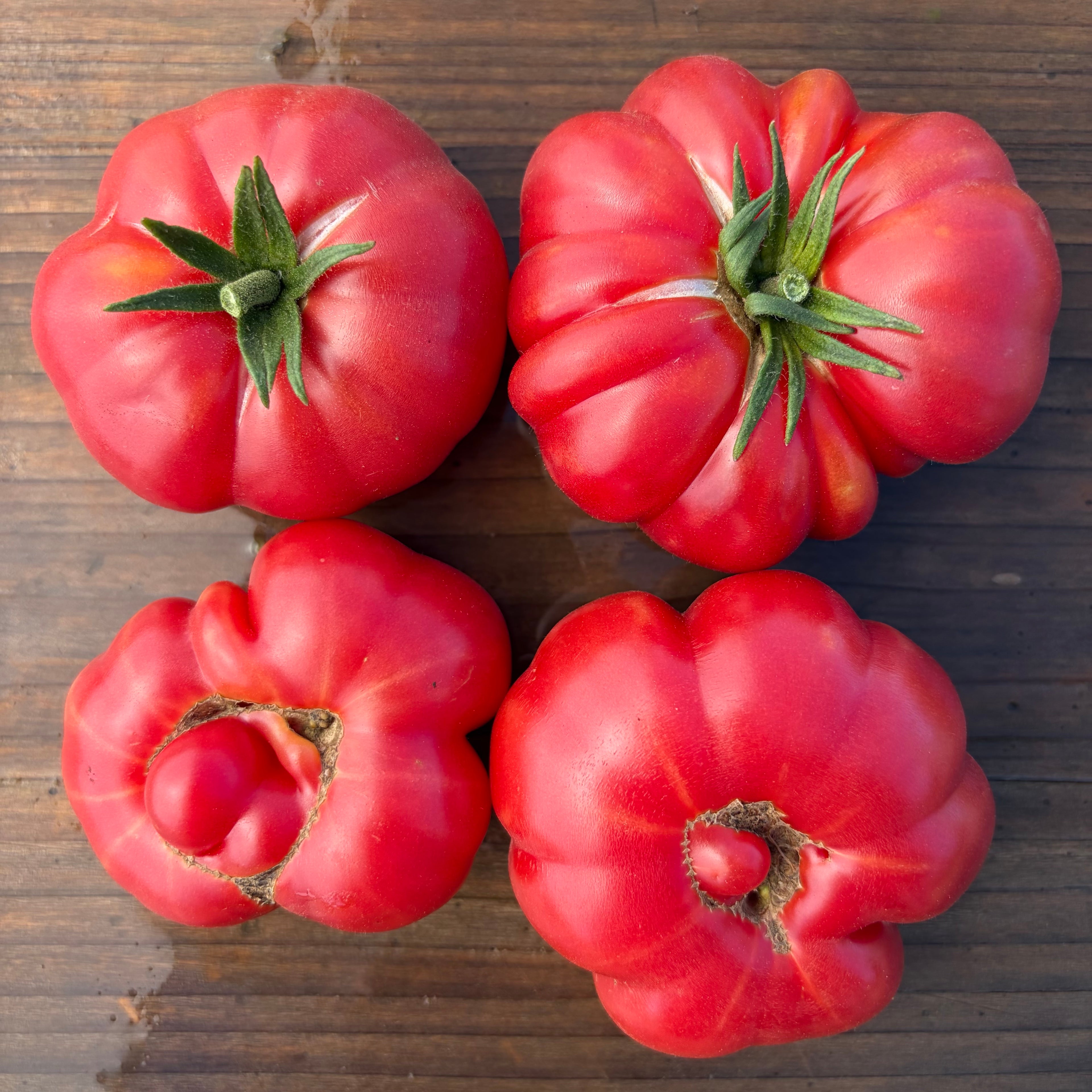 Semillas Tomate Costoluto Fiorentino
