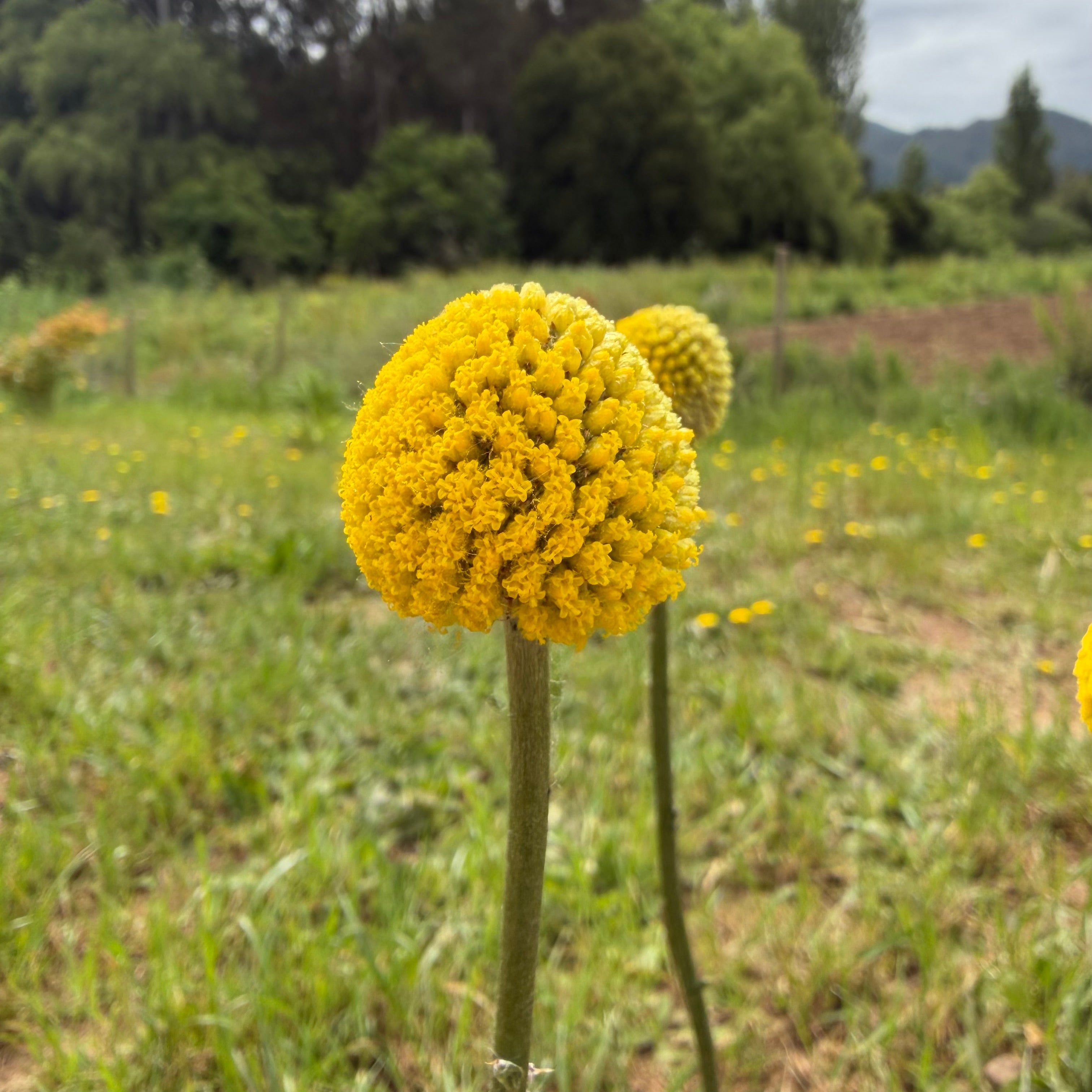 Semillas Craspedia Yellow Dreams Stick