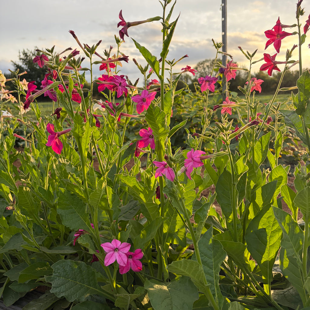 Semillas Nicotiana Crimson Bedder