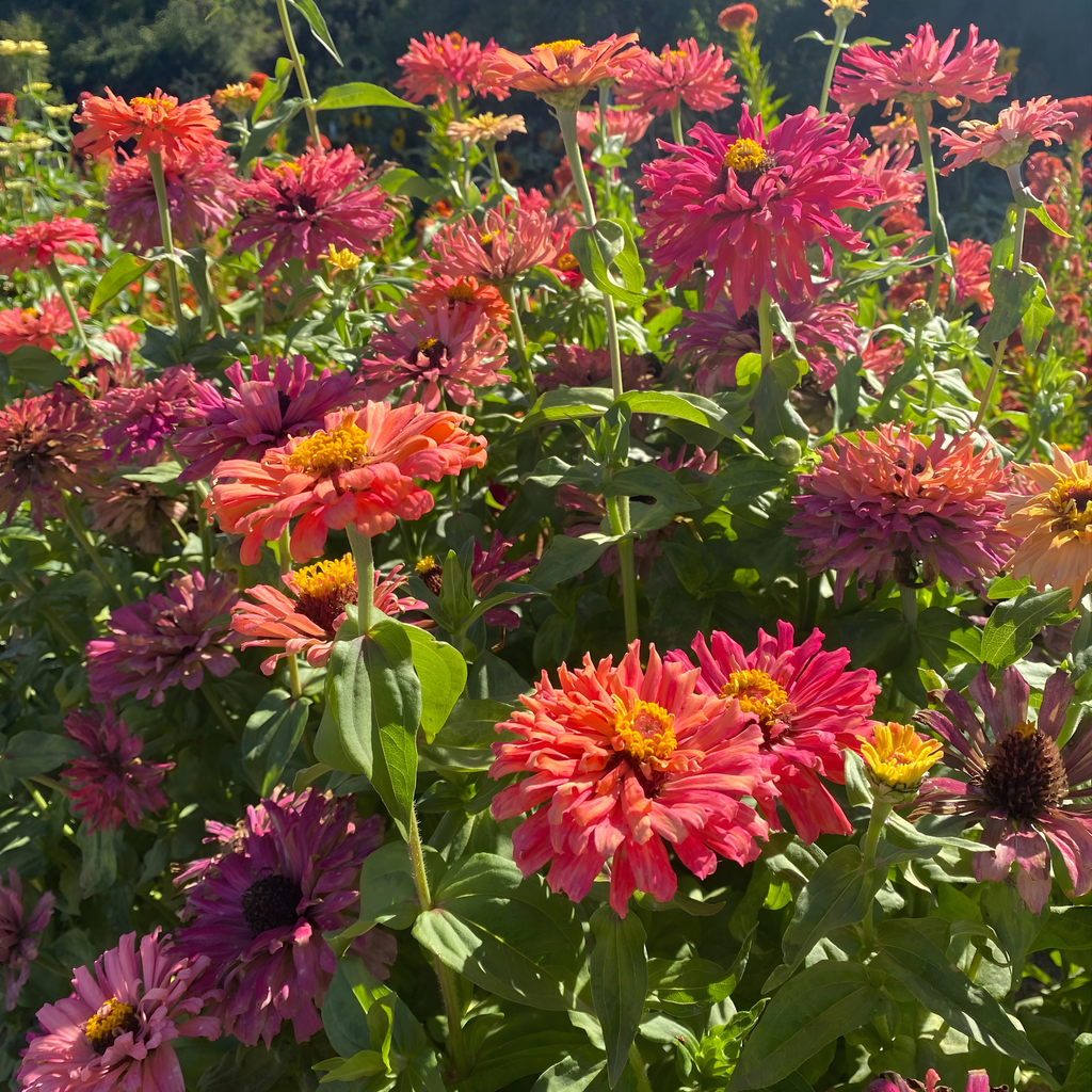 Semillas Zinnia Pink Señorita