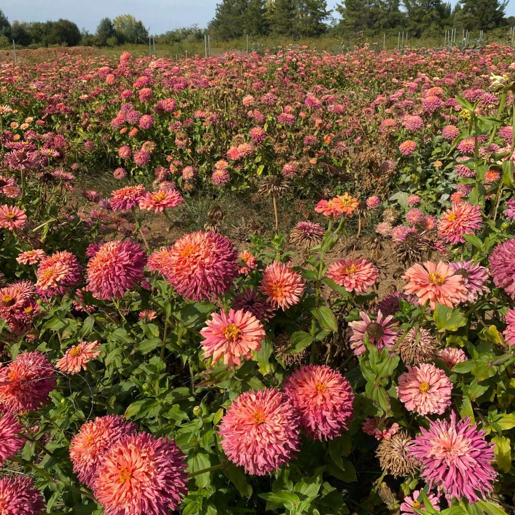Semillas Zinnia Pink Señorita