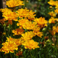 Semillas Coreopsis Grandiflora