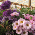 Semillas Aster China Giant Perfection Mix