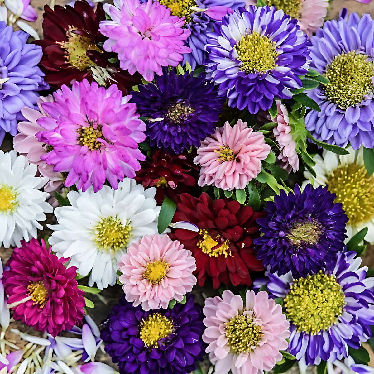 Semillas Aster Matsumoto formula mixed