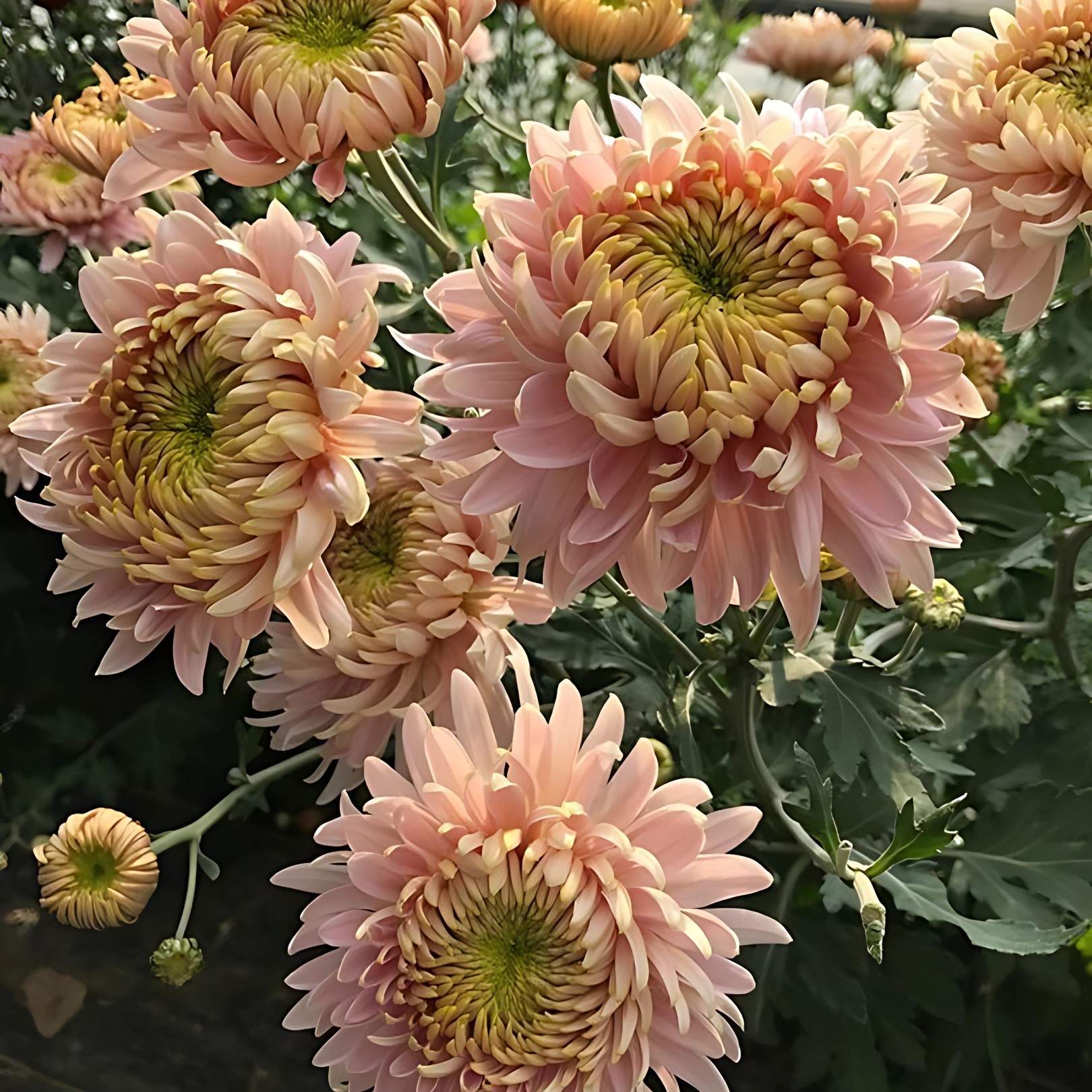 Semillas Aster salmon Janina