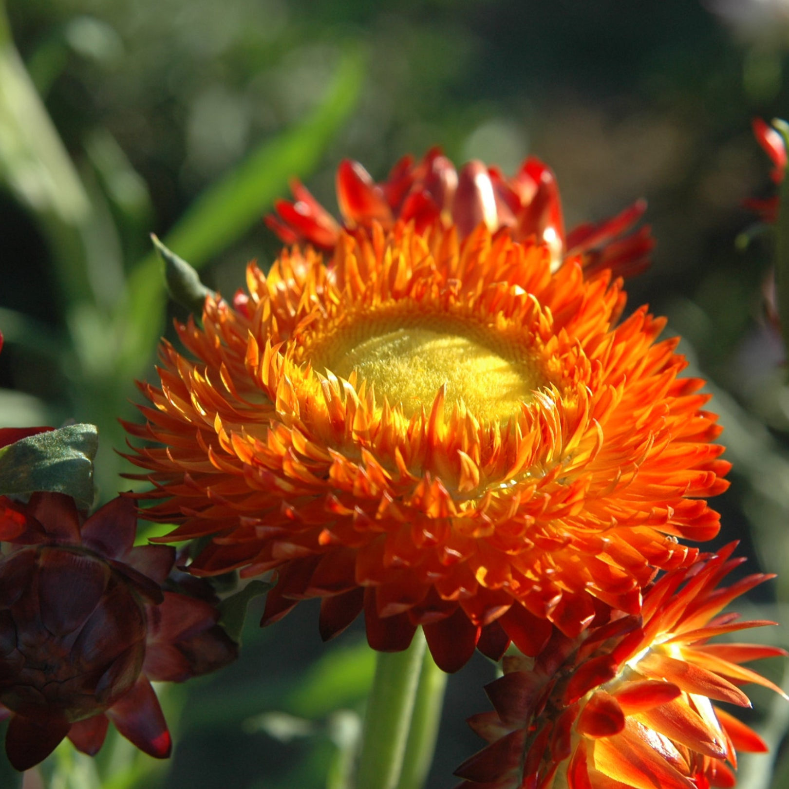 Semillas Strawflower king size orange