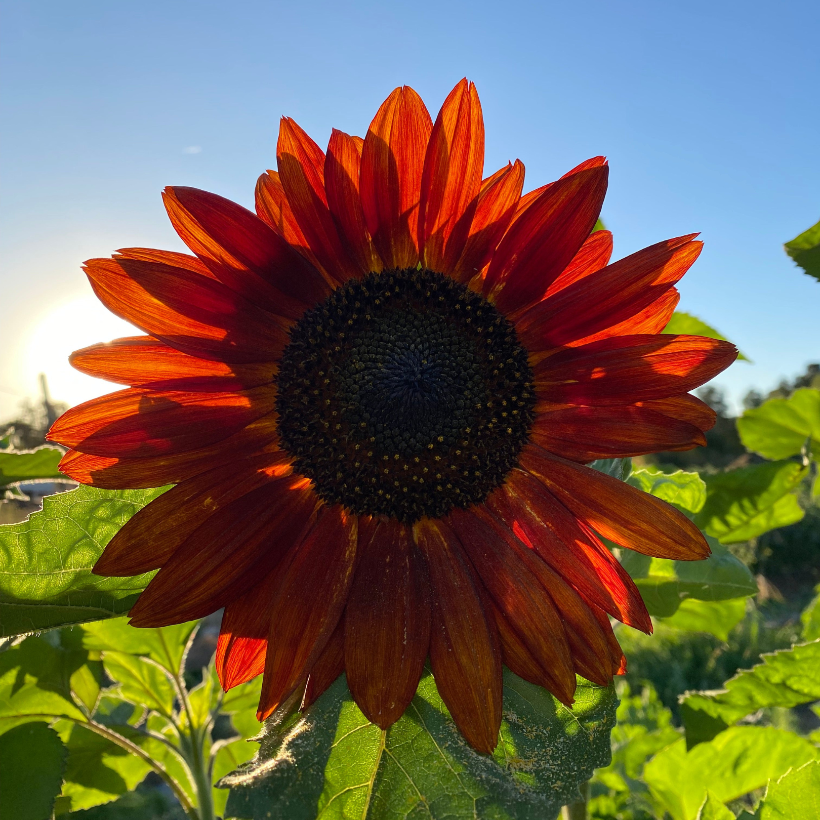 Semillas Girasol Velvet queen