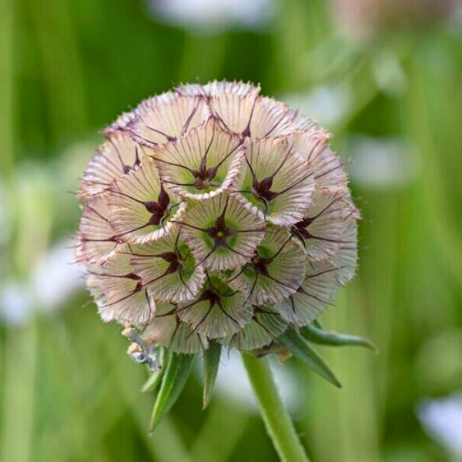 Semillas Scabiosa Paper Moon