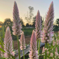 Semillas Celosia Flamingo Feather
