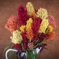 Semillas celosia rainbow prime mix