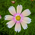 Semillas cosmos Apricot Lemonade