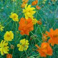 Semillas cosmos bright lights