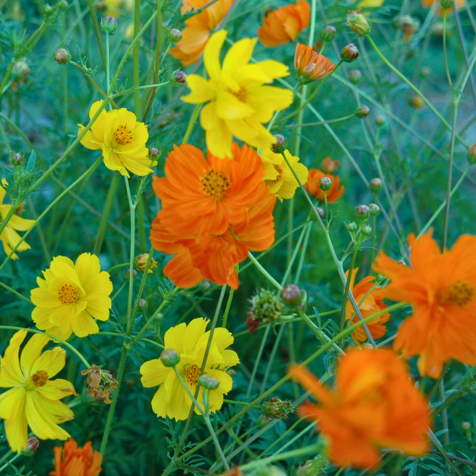 Semillas cosmos bright lights
