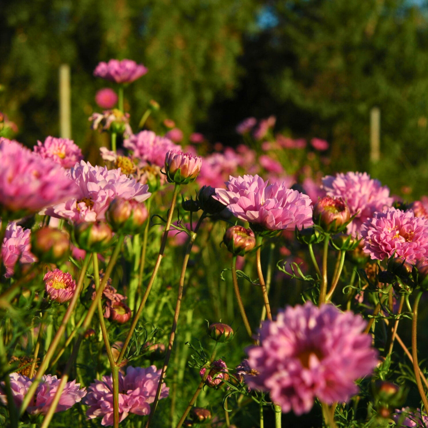 Semillas Cosmos Double Dutch Rosse
