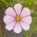 Semillas Cosmos Velouette