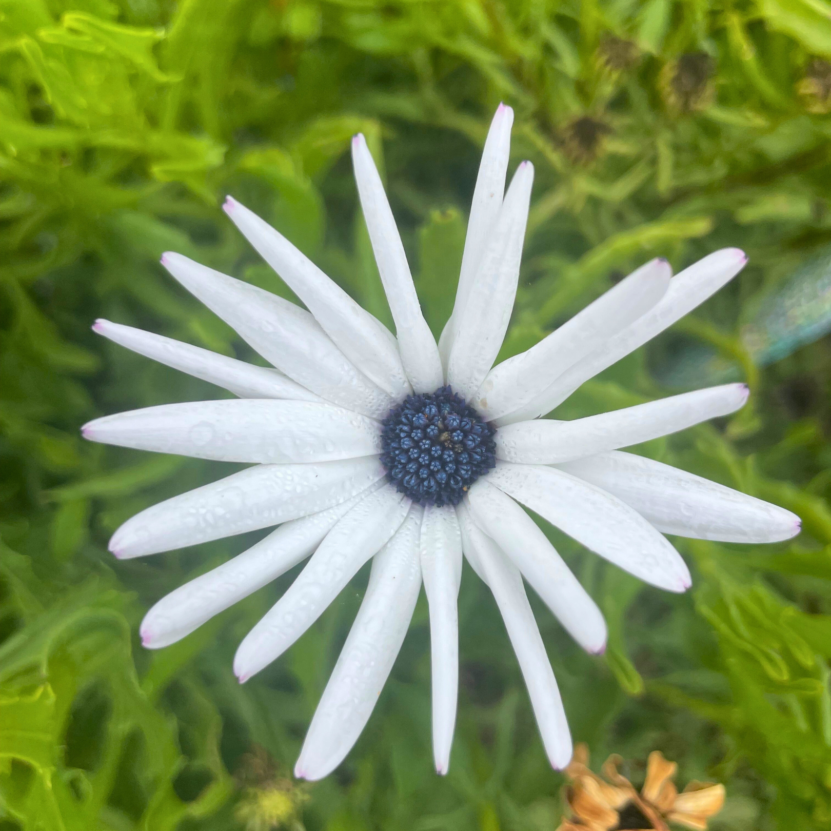Semillas Daisy African Blue Disc