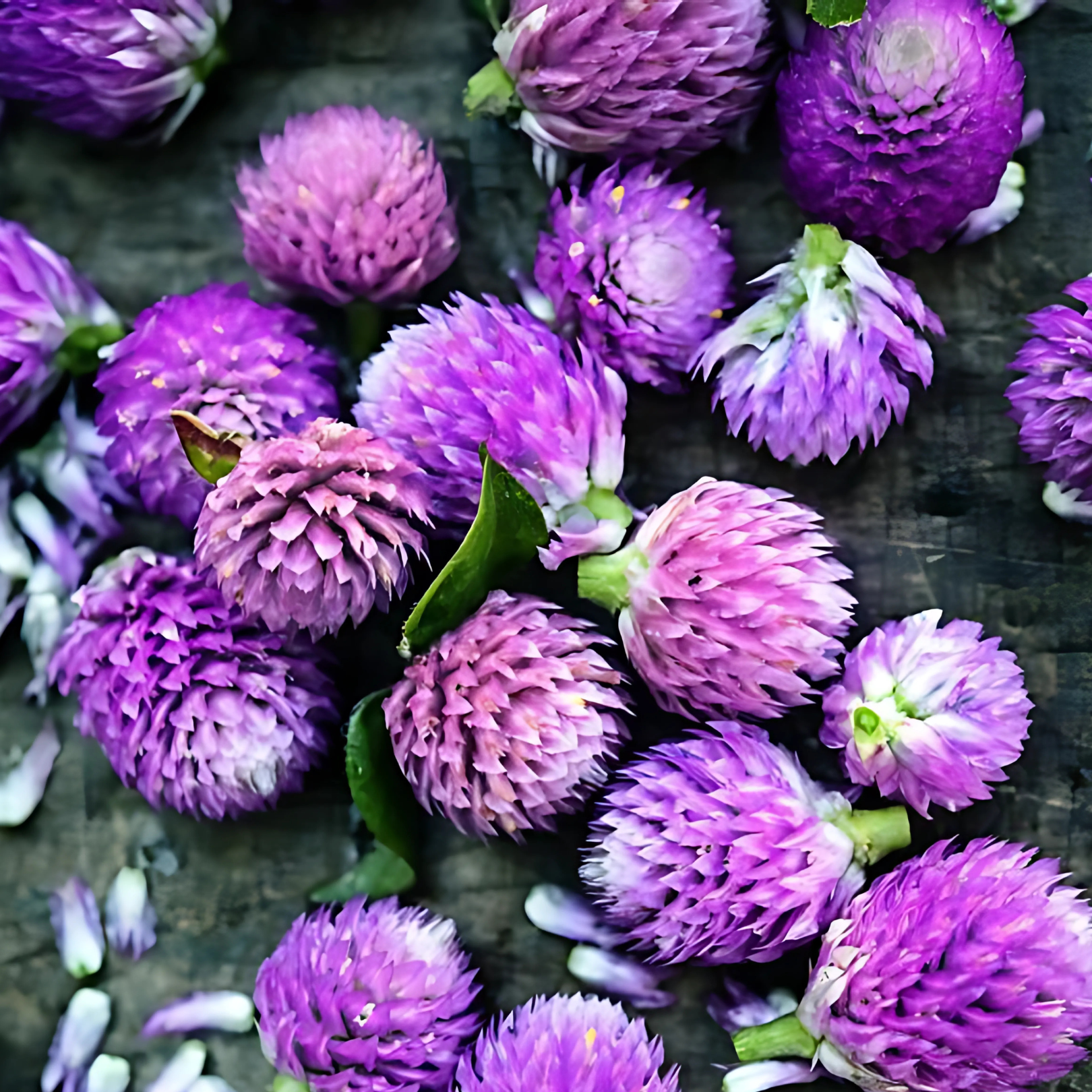Semillas Gomphrena Lavender Lady