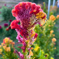 Semillas celosia variegada