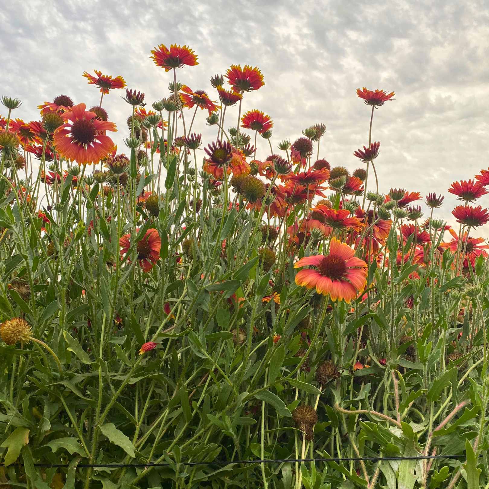 Semillas gallardia Indian Blanket