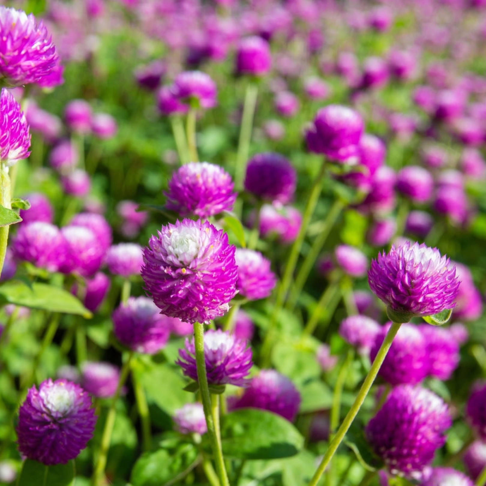 Semillas Gomphrena buddy purple